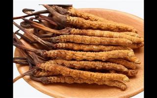 冬蟲夏草和蛹蟲草有哪些地方不一樣？冬蟲夏草和蛹蟲草6個方面的區(qū)別