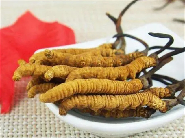 冬蟲夏草怎么食用？冬蟲夏草的4種食用方法