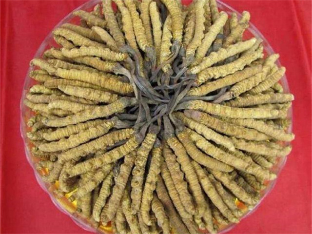冬蟲夏草價(jià)格一克多少錢？影響冬蟲夏草價(jià)格的4個(gè)因素