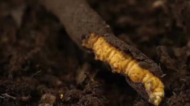 冬蟲夏草：高原之靈，健康之謎