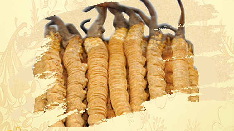 那曲蟲草買回家如何保存？這些小技巧要知道！