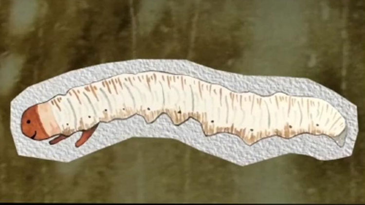 那曲蟲(chóng)草哪些人最適合吃？