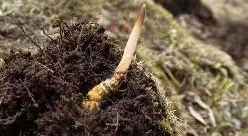  <a href=http://m.cw298.com/xinxian/ target=_blank class=infotextkey>鮮冬蟲夏草</a>的多樣食用方法