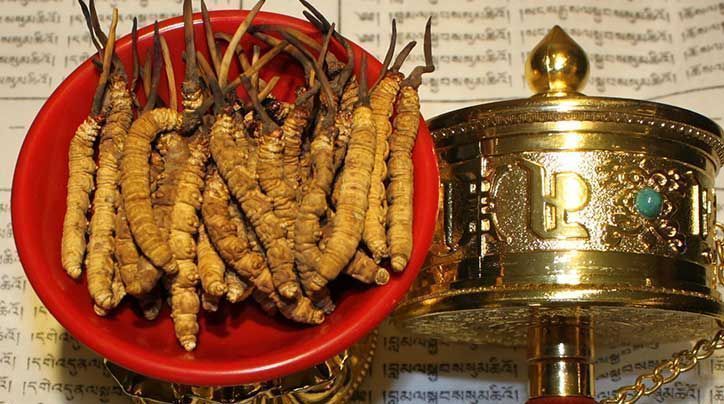 <a href=http://m.cw298.com/ target=_blank class=infotextkey>那曲<a href=http://m.cw298.com/ target=_blank class=infotextkey>冬蟲夏草</a></a>的有哪些藥用價(jià)值