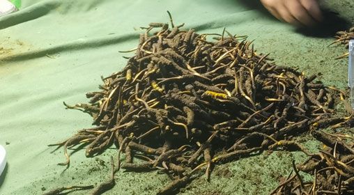 <a href=http://m.cw298.com/xinxian/ target=_blank class=infotextkey>鮮冬蟲夏草</a>的正確食用方法指南