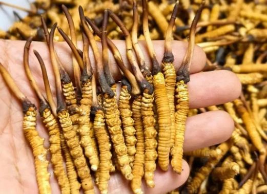 <a href=http://m.cw298.com/sdph/zcw/ target=_blank class=infotextkey>珍草王冬蟲夏草</a>是真的嗎？