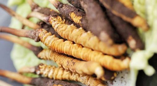 <a href=http://m.cw298.com/xinxian/ target=_blank class=infotextkey>鮮冬蟲(chóng)夏草</a>功效與食用方法詳解