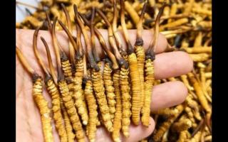 珍草王冬蟲(chóng)夏草是真的嗎？揭秘珍稀藥材的真相
