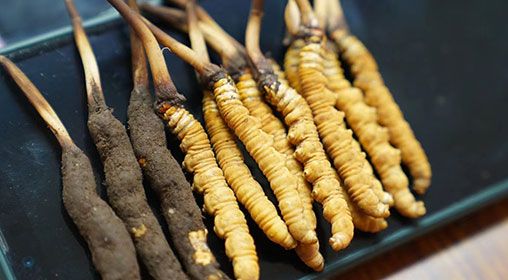 新鮮<a href=http://m.cw298.com/jiage/ target=_blank class=infotextkey>冬蟲夏草價格</a>查詢