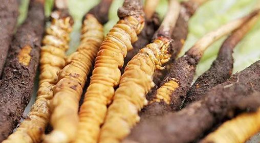 <a href=http://m.cw298.com/xinxian/ target=_blank class=infotextkey>新<a href=http://m.cw298.com/xinxian/ target=_blank class=infotextkey>鮮冬蟲夏草</a></a>怎么洗 