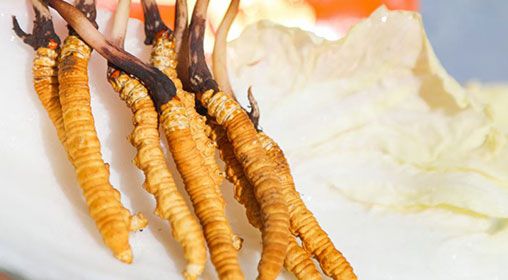 <a href=http://m.cw298.com/xinxian/ target=_blank class=infotextkey>新<a href=http://m.cw298.com/xinxian/ target=_blank class=infotextkey>鮮冬蟲夏草</a></a>燉燕窩