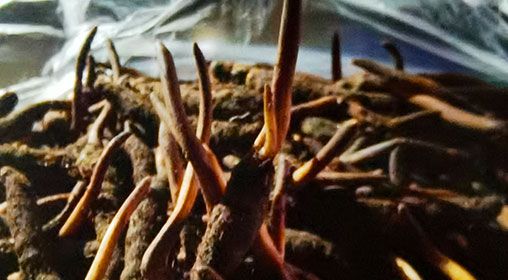 <a href=http://m.cw298.com/xinxian/ target=_blank class=infotextkey>新<a href=http://m.cw298.com/xinxian/ target=_blank class=infotextkey>鮮冬蟲夏草</a></a>營(yíng)養(yǎng)有哪些呢