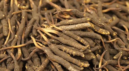 新鮮冬蟲(chóng)夏草哪里買 