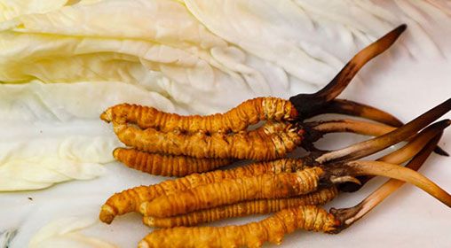 那曲雪域<a href=http://m.cw298.com/xinxian/ target=_blank class=infotextkey>新<a href=http://m.cw298.com/xinxian/ target=_blank class=infotextkey>鮮冬蟲夏草</a></a>