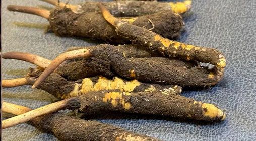 新鮮冬蟲(chóng)夏草壞了：原因、識(shí)別與應(yīng)對(duì)策略