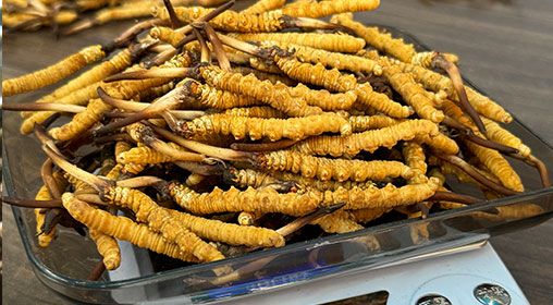 <a href=http://m.cw298.com/s/brxcc target=_blank class=infotextkey>比如縣冬蟲夏草</a>新鮮度