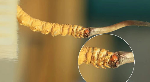冬蟲夏草新鮮好嗎？解密新鮮蟲草的獨(dú)特價(jià)值