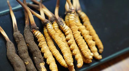 魚翅與<a href=http://m.cw298.com/xinxian/ target=_blank class=infotextkey>新<a href=http://m.cw298.com/xinxian/ target=_blank class=infotextkey>鮮冬蟲夏草</a></a>