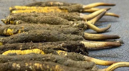 那曲<a href=http://m.cw298.com/xinxian/ target=_blank class=infotextkey>新<a href=http://m.cw298.com/xinxian/ target=_blank class=infotextkey>鮮冬蟲夏草</a></a>采摘