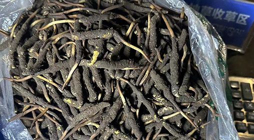 <a href=http://m.cw298.com/xinxian/ target=_blank class=infotextkey>新<a href=http://m.cw298.com/xinxian/ target=_blank class=infotextkey>鮮冬蟲夏草</a></a>出售