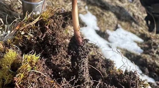 <a href=http://m.cw298.com/xinxian/ target=_blank class=infotextkey>新<a href=http://m.cw298.com/xinxian/ target=_blank class=infotextkey>鮮冬蟲夏草</a></a>存放