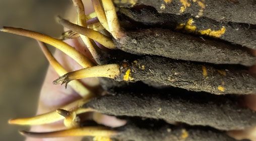 <a href=http://m.cw298.com/xinxian/ target=_blank class=infotextkey>新<a href=http://m.cw298.com/xinxian/ target=_blank class=infotextkey>鮮冬蟲夏草</a></a>晾曬 