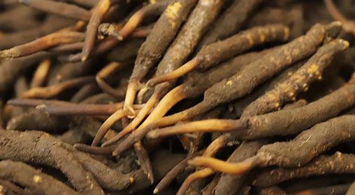 <a href=http://m.cw298.com/xinxian/ target=_blank class=infotextkey>新<a href=http://m.cw298.com/xinxian/ target=_blank class=infotextkey>鮮冬蟲夏草</a></a>品質(zhì)