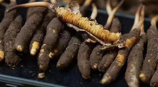 <a href=http://m.cw298.com/xinxian/ target=_blank class=infotextkey>新<a href=http://m.cw298.com/xinxian/ target=_blank class=infotextkey>鮮冬蟲夏草</a></a>發(fā)貨 