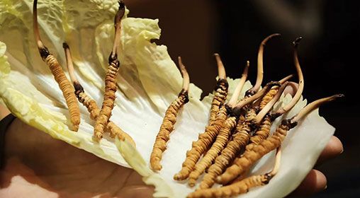 冷藏<a href=http://m.cw298.com/xinxian/ target=_blank class=infotextkey>新<a href=http://m.cw298.com/xinxian/ target=_blank class=infotextkey>鮮冬蟲夏草</a></a>   