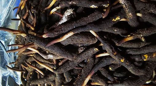 <a href=http://m.cw298.com/xinxian/ target=_blank class=infotextkey>新<a href=http://m.cw298.com/xinxian/ target=_blank class=infotextkey>鮮冬蟲夏草</a></a>產(chǎn)地