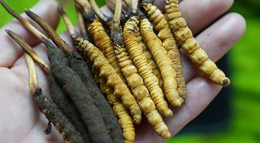 <a href=http://m.cw298.com/xinxian/ target=_blank class=infotextkey>新<a href=http://m.cw298.com/xinxian/ target=_blank class=infotextkey>鮮冬蟲夏草</a></a>服用