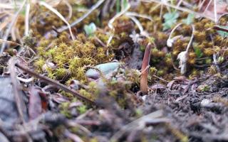 蟲草的生命周期：從蟲到草的奇妙轉(zhuǎn)變