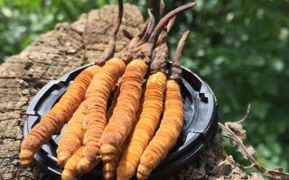 蟲草是什么？揭秘“軟黃金”的奧秘