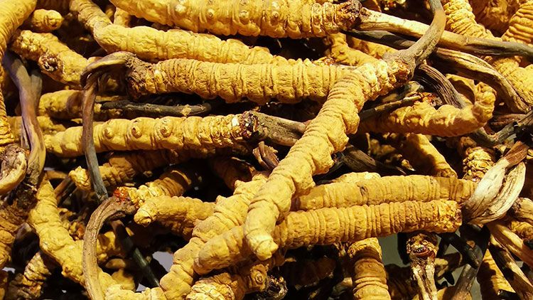 冬蟲夏草是什么味道？揭秘“軟黃金”的獨(dú)特風(fēng)味