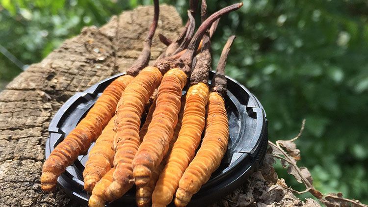 哪個(gè)牌子的冬蟲夏草好？2024年權(quán)威選購指南