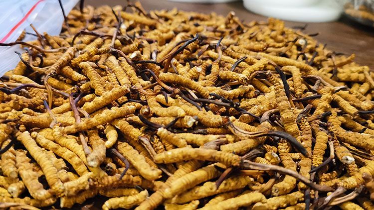 深圳<a href=http://m.cw298.com/zhengce/ target=_blank class=infotextkey>冬蟲夏草交易</a>市場：南中國蟲草貿(mào)易的黃金樞紐