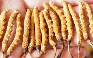 冬蟲(chóng)夏草：自然界的陰陽(yáng)調(diào)和大師