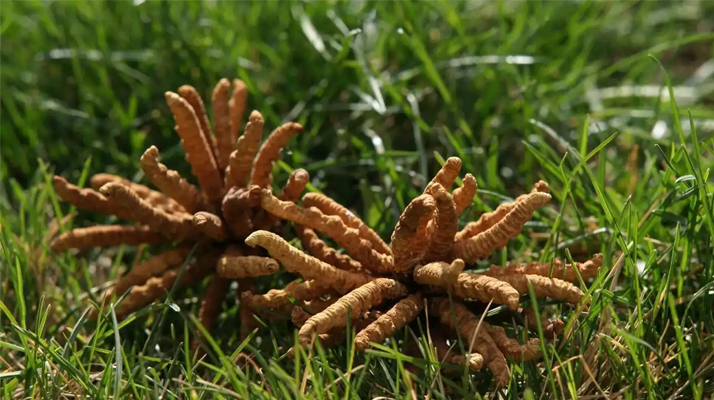 回收<a href=http://m.cw298.com/jiage/ target=_blank class=infotextkey>冬蟲夏草多少錢</a>