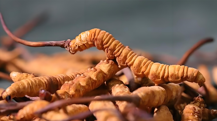 探秘那曲比如冬蟲夏草