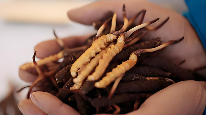 鮮冬蟲(chóng)夏草哪里產(chǎn)地好