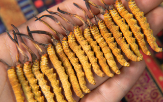 冬蟲夏草究竟多少錢一只？