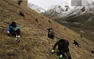 野生冬蟲夏草一斤多少錢？
