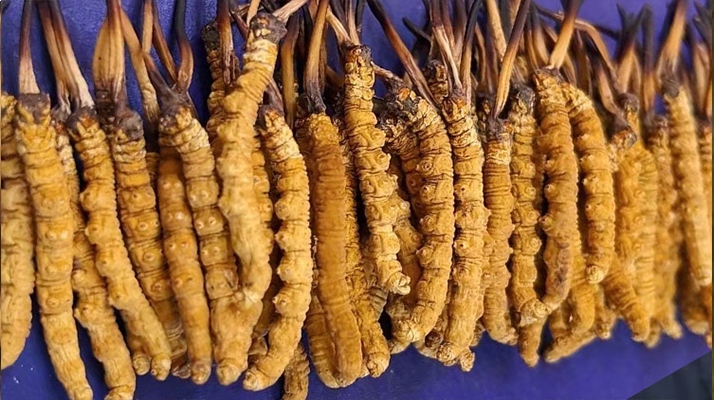 <a href=http://m.cw298.com/jiage/ target=_blank class=infotextkey>冬蟲夏草價格</a>解析：一文讀懂 “軟黃金” 的價值密碼