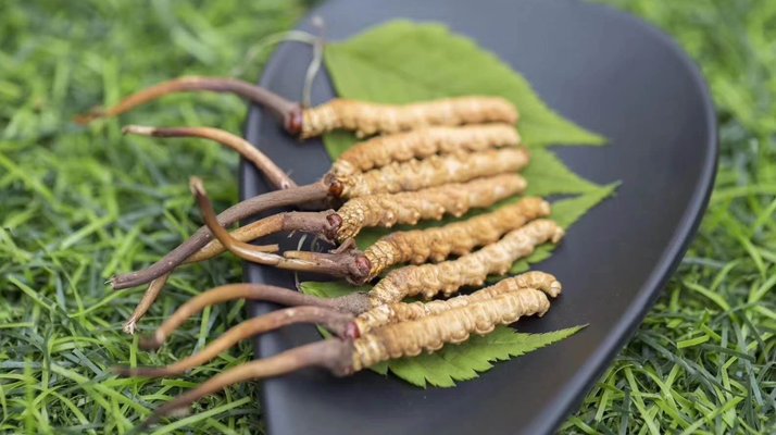 <a href=http://m.cw298.com/xinxian/ target=_blank class=infotextkey>鮮冬蟲夏草價(jià)格</a>揭秘：一根究竟值多少錢？