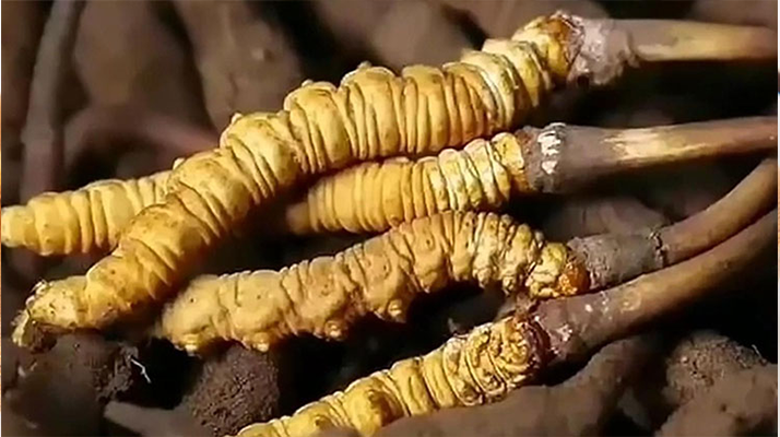 冬蟲夏草鮮草冷凍保存全指南：鎖住營養(yǎng)，延長鮮美