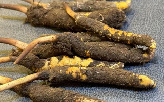 冬蟲(chóng)夏草鮮草怎么吃？科學(xué)用量指南