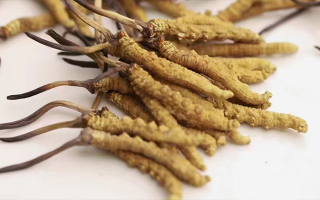 水溫決定營養(yǎng)！冬蟲夏草鮮草泡水溫度全解析?