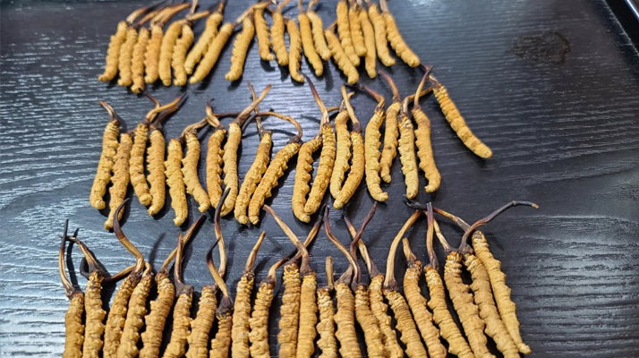 <a href=http://m.cw298.com/ target=_blank class=infotextkey><a href=http://m.cw298.com/s/nqcc/ target=_blank class=infotextkey>那曲冬蟲夏草</a></a>：鮮草與干草的多維差異? ? ? ?