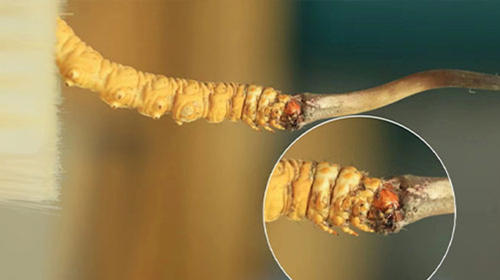 哪里能買到新鮮的冬蟲夏草？這幾個渠道要知道