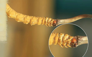 哪里能買到新鮮的冬蟲夏草？這幾個渠道要知道